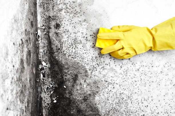 Best Commercial Mold Remediation in Nolensville, TN