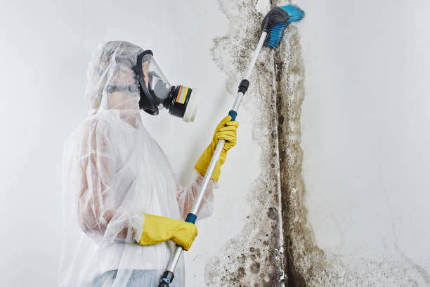 Reliable Nolensville, TN Mold Remediation Solutions