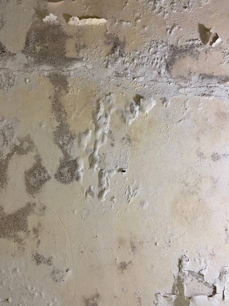 Best Kitchen Mold Remediation in Nolensville, TN