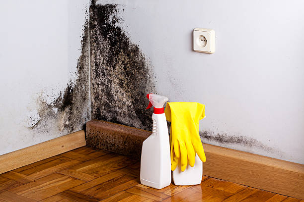 Best Attic Mold Remediation in Nolensville, TN