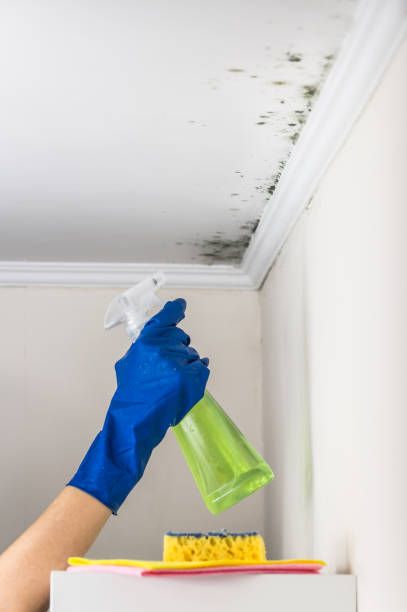 Best DIY Mold Remediation Support Services in Nolensville, TN